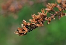 Co to jest peer review?