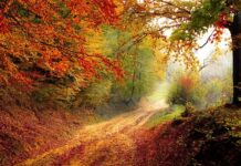 Do którego roku była szkoła Siedmioklasowa? Do którego roku była szkoła Siedmioklasowa?