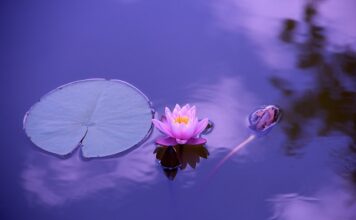 Co to są międzynarodowe instytucje finansowe?