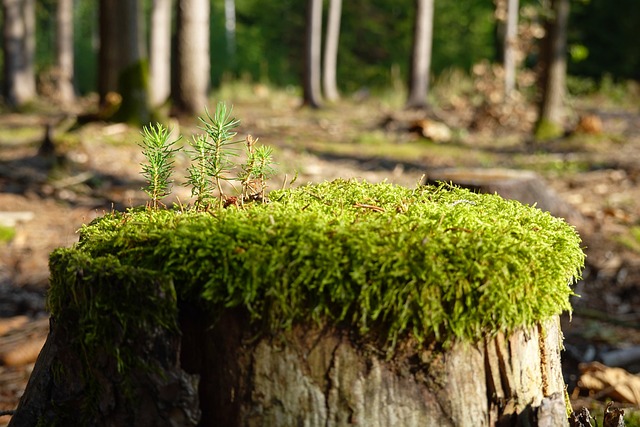 Jak zregenerować organizm po długotrwałym stresie? Jak zregenerować organizm po długotrwałym stresie?